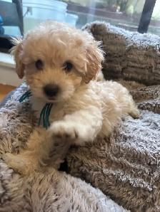 sweet miniature toy poodle available