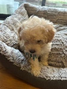 sweet miniature toy poodle available - Photo 2