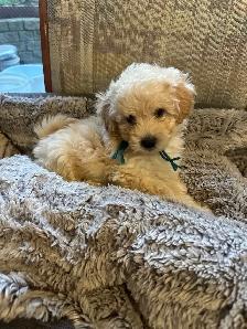 sweet miniature toy poodle available - Photo 3