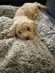 sweet miniature toy poodle available - Photo 4