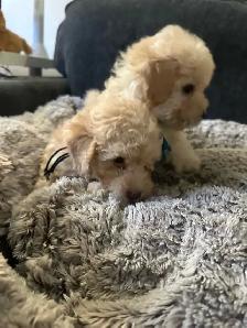 sweet miniature toy poodle available - Photo 5