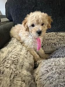 sweet miniature toy poodle available - Photo 6