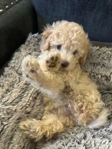 sweet miniature toy poodle available - Photo 7