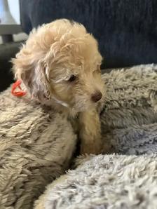 sweet miniature toy poodle available - Photo 8