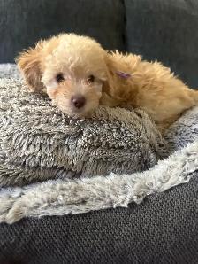 sweet miniature toy poodle available - Photo 9