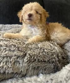 sweet miniature toy poodle available - Photo 10