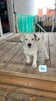 Jack Russell puppies! - Photo 2