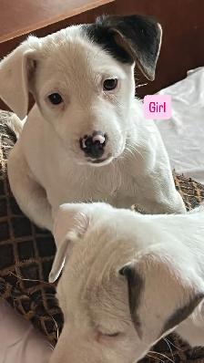 Jack Russell puppies! - Photo 3