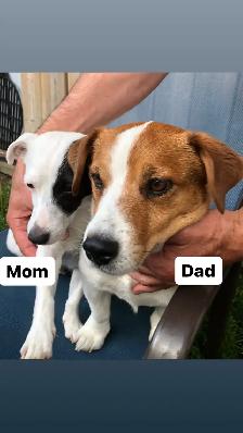 Jack Russell puppies! - Photo 4