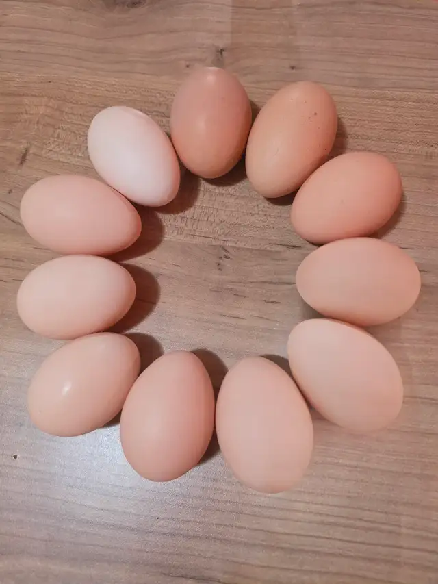Chicken eggs