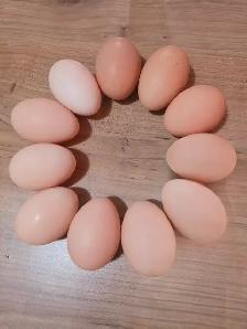 Chicken eggs
