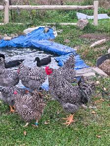 Chicken eggs - Photo 3