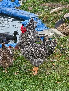 Chicken eggs - Photo 4