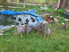 Chicken eggs - Photo 5