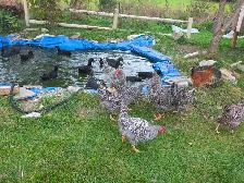 Chicken eggs - Photo 6