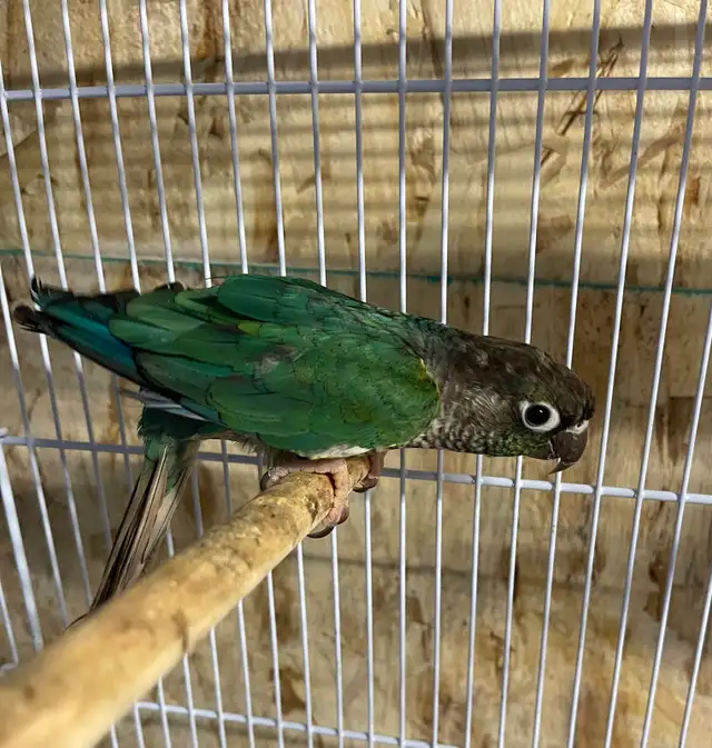 Suncheek conure males.