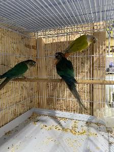 Suncheek conure males. - Photo 2