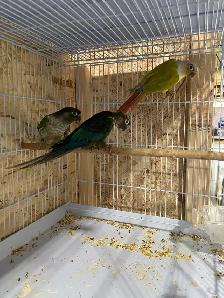 Suncheek conure males. - Photo 3