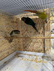 Suncheek conure males. - Photo 4