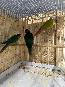 Suncheek conure males. - Photo 5