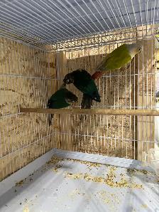 Suncheek conure males. - Photo 6