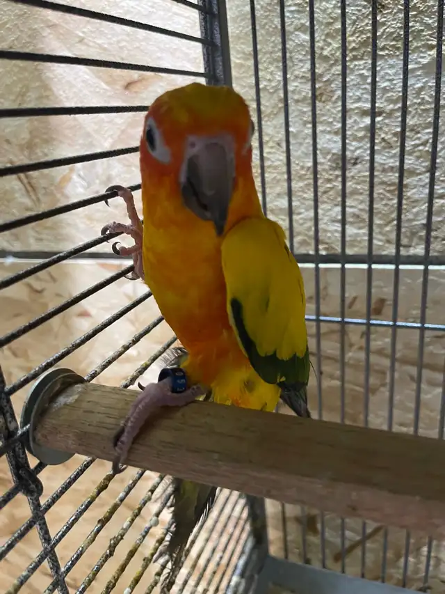 Sun conure female.