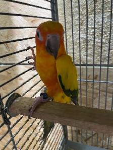 Sun conure female.