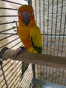 Sun conure female. - Photo 2
