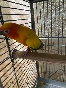 Sun conure female. - Photo 3