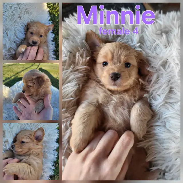 ADORABLE POMCHI PUPPIES AVAILABLE!