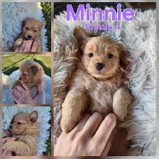 ADORABLE POMCHI PUPPIES AVAILABLE!