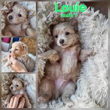 ADORABLE POMCHI PUPPIES AVAILABLE! - Photo 3