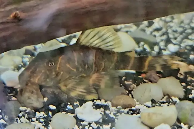 1.75' L104 clown pleco