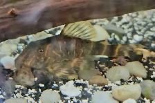 1.75' L104 clown pleco