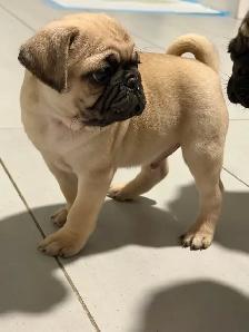 chiot carlin