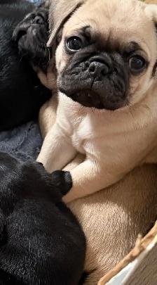 chiot carlin - Photo 2