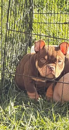 POCKET BULLY PUPPY