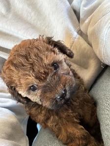 Goldendoodle miniature