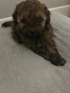 Goldendoodle miniature - Photo 2