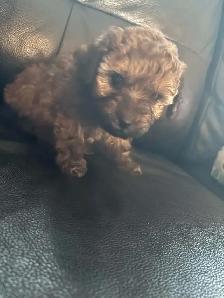Goldendoodle miniature - Photo 3