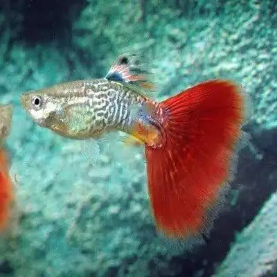 guppy de qualité très coloré