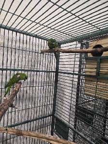 Hahns Macaws - Photo 2