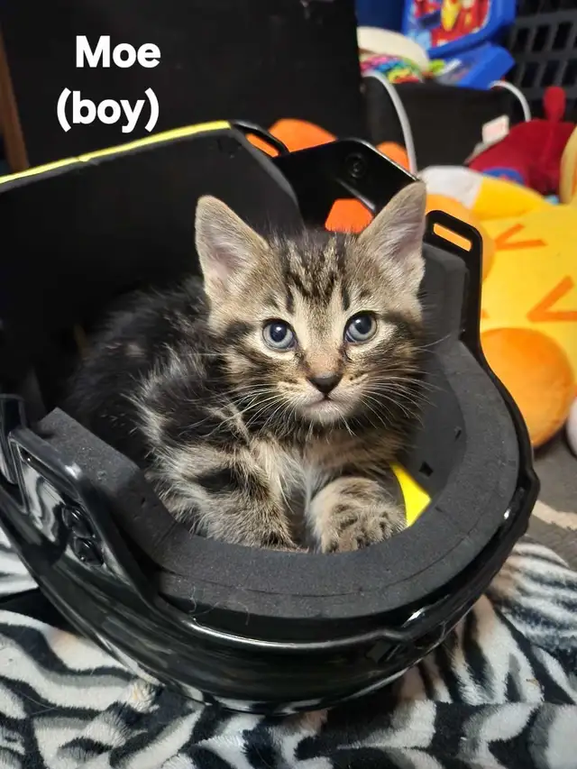 kitten for sale
