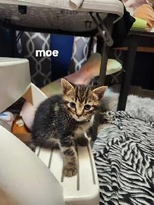 kitten for sale - Photo 2