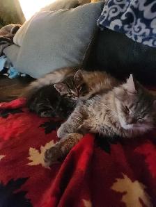 kitten for sale - Photo 3