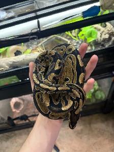 Ball python w/ enclosure