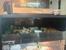 Ball python w/ enclosure - Photo 2