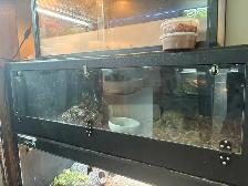 Ball python w/ enclosure - Photo 3
