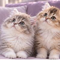 Purebred British Longhair chatons - Photo 2
