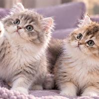 Purebred British Longhair chatons - Photo 3